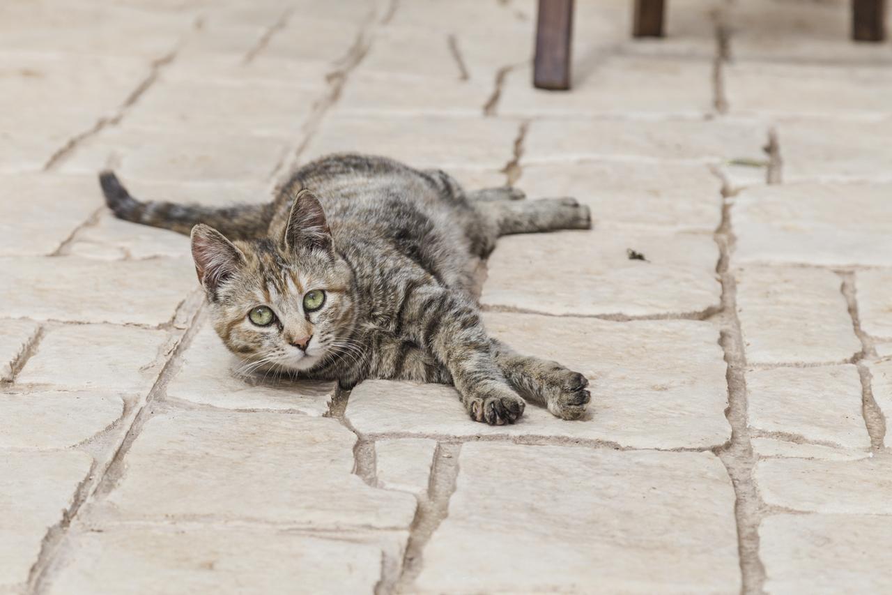 シクリ Abbraccio Del Carrubo Bed & Breakfast エクステリア 写真